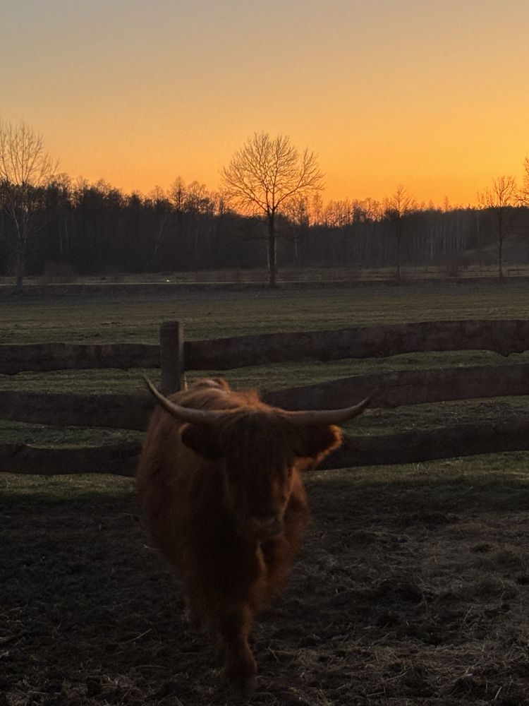 Krowa Highland cattle bydlo szkockie