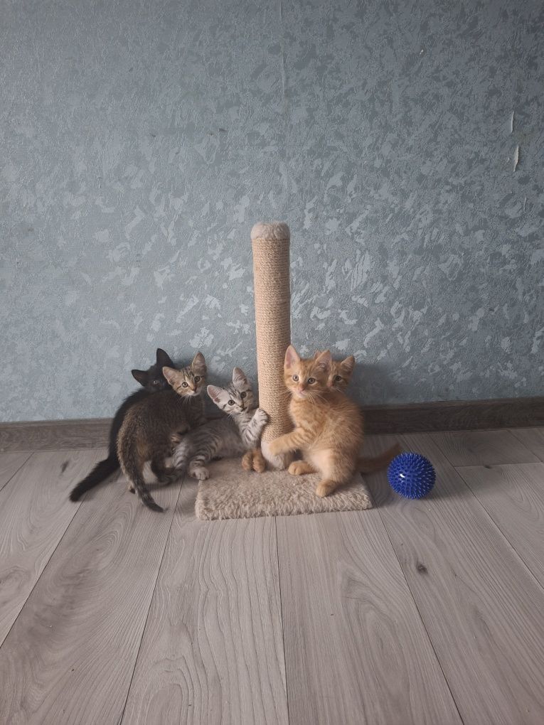 Кошенята в добрі руки