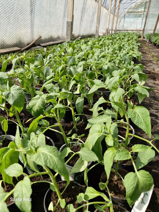 Ogórek truskawka papryka koktajl