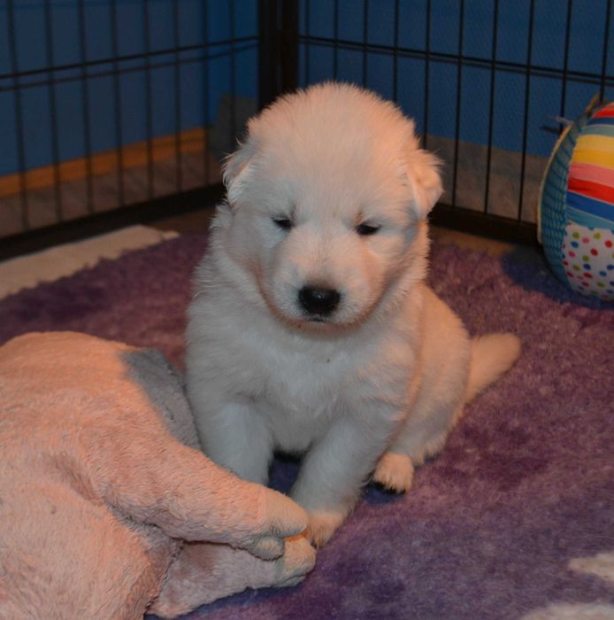 Biały owczarek szwajcarski piesek od szkoleniowca !