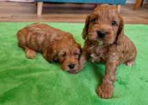 Pudel / Cockapoo F1b Piesek