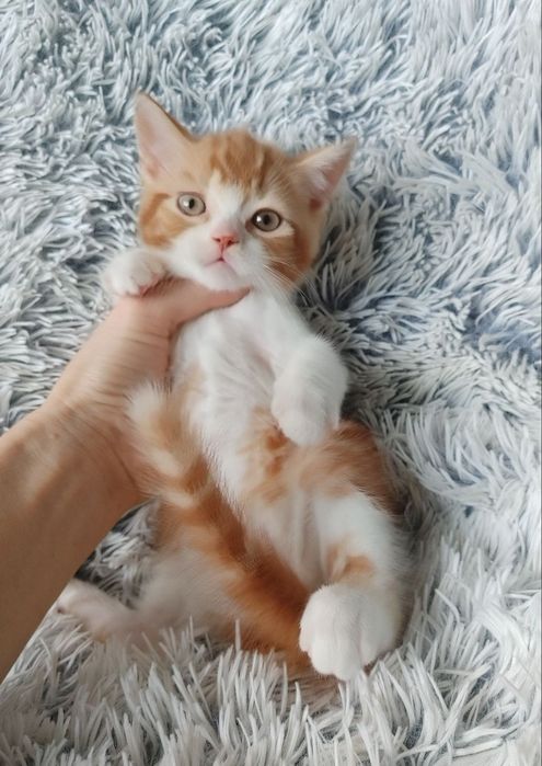 Огненно-рыжий) Мальчишка-позитивчик Шотландской породы в окрасе d2203