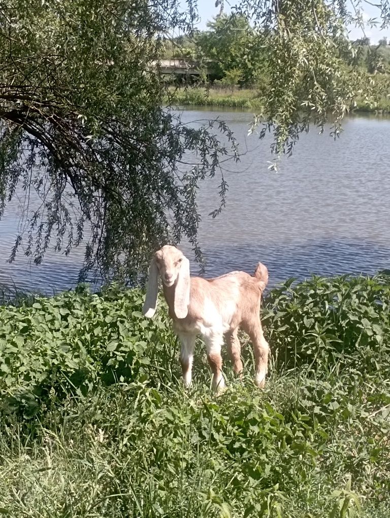 Продам козенята Каморі  Англо Нубійці