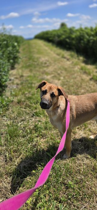 Stanley duże dziecko