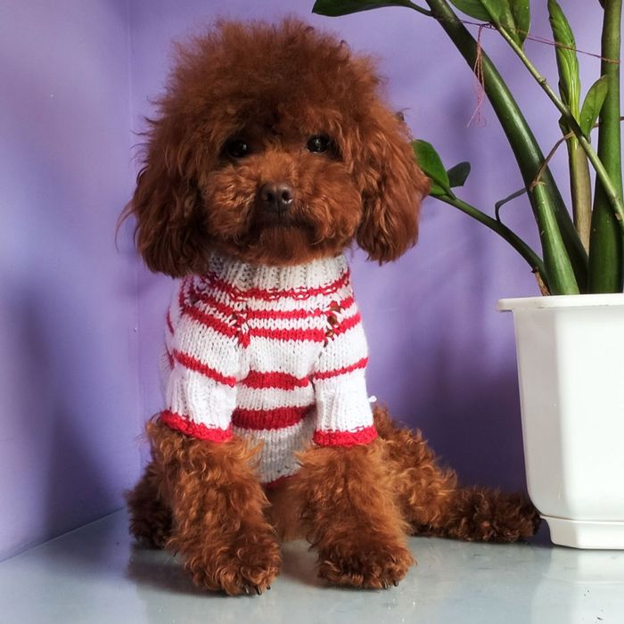 Той пудель кобель приглашает дам