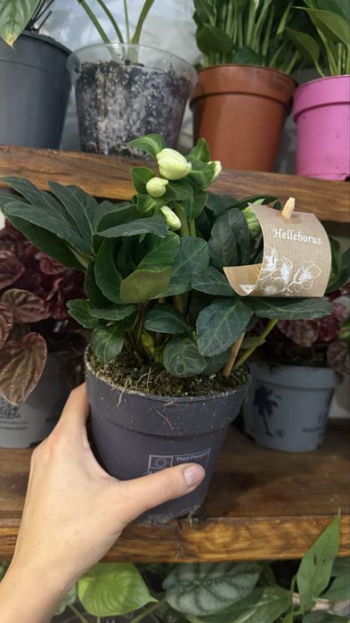 Морозник епіпремнум спатіфілум сциндапсус антуріум