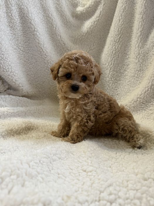 Міні дівчинка мальтіпу ф1