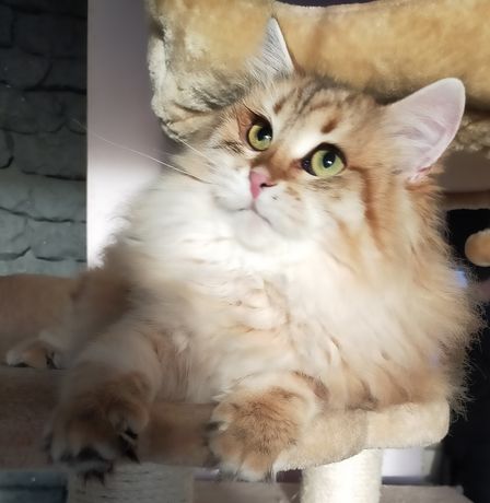Piękna złota kotka syberyjska