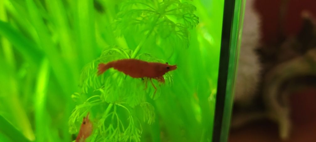 Varios Camarões Neocaridina cores, lote 20