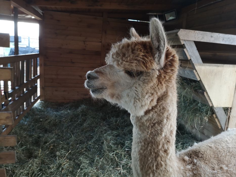 Alpaka Huacaya kotna samica 5 lat