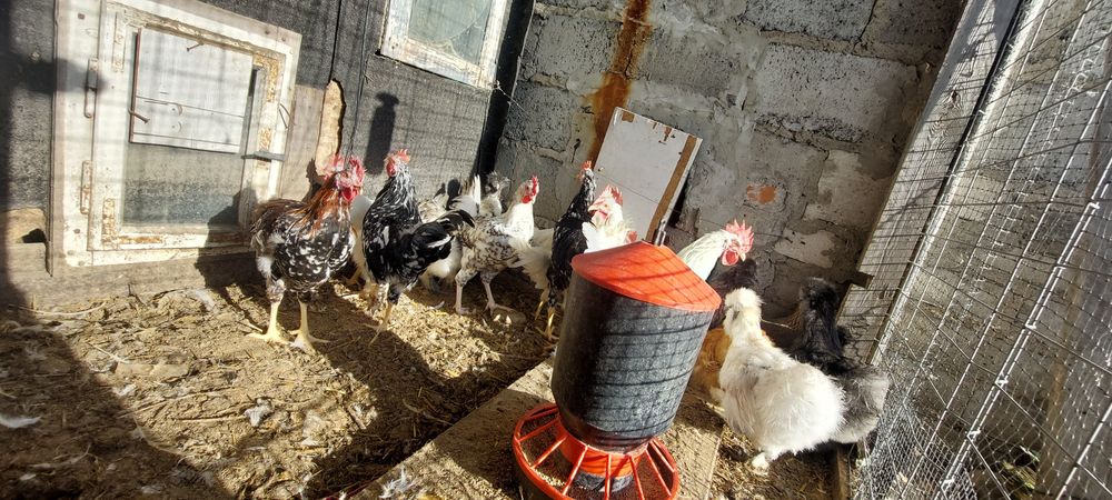 Leghorn, taczanka koguty