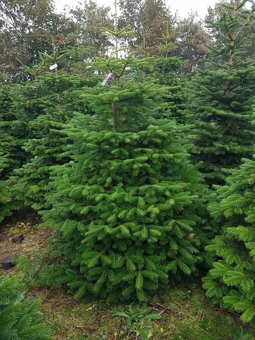 Jodły kaukaskie Choinki Premium najlepsza jakość i cena