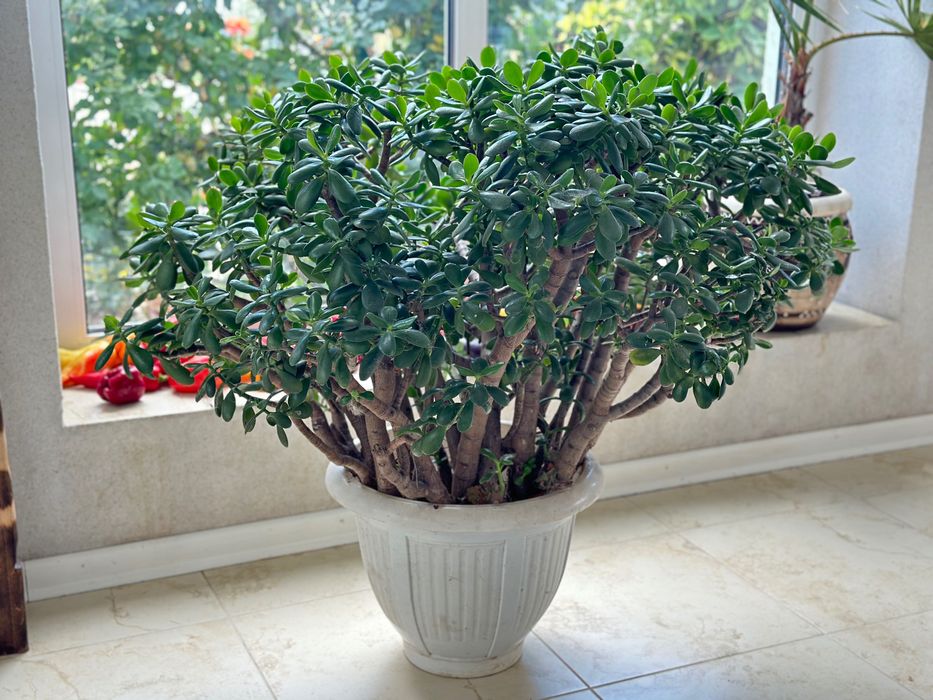 Велике грошове дерево (Crassula ovata), діаметр 1 м
