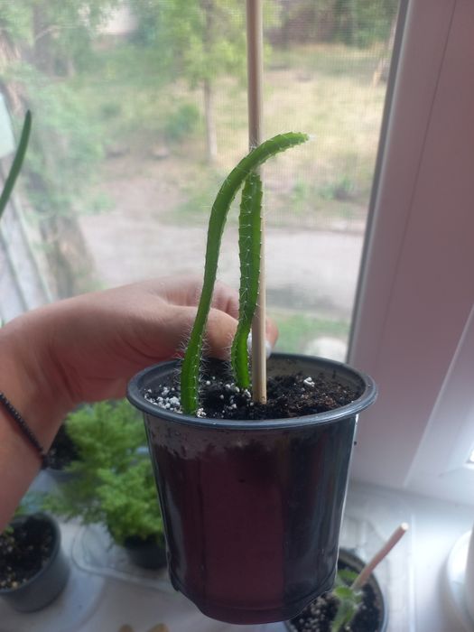 Пітахайя рожеві плоди