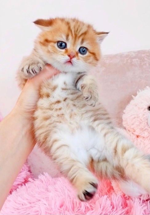 Чарівні плюшеві кошенята ведмежата чекають на Вас