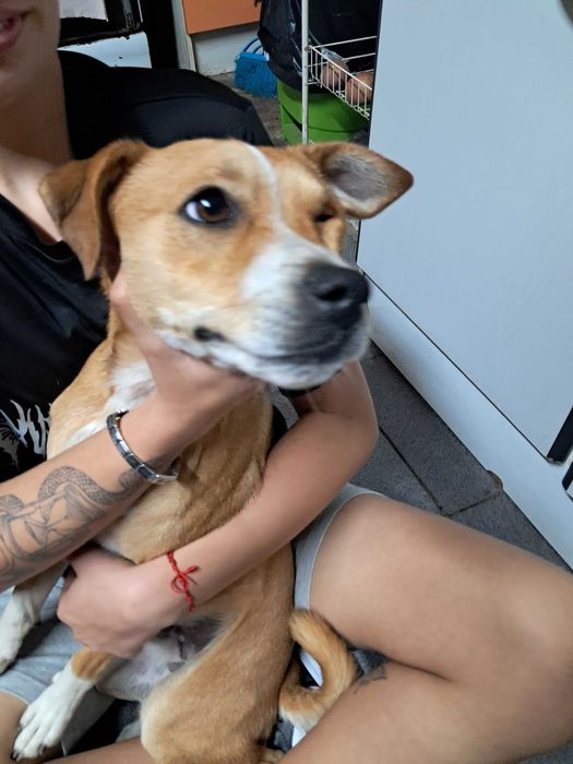 Dois cães 1 castanho outro castanho e branco