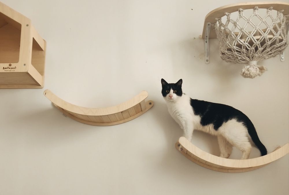 Młody Kocurek Loki do adopcji, szuka domu!