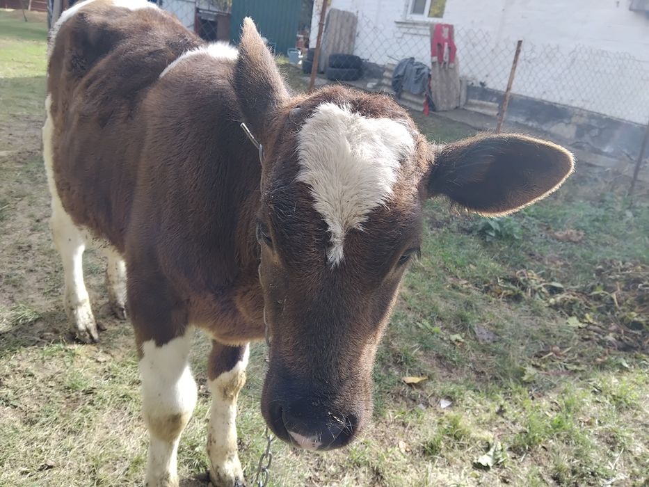 Продам пяти месячную тёлочку на корову