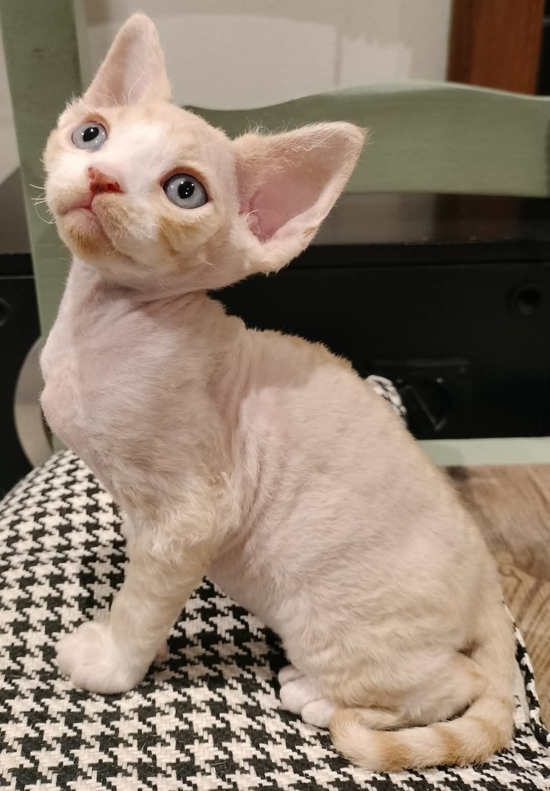 Gambit kocurek Devon Rex