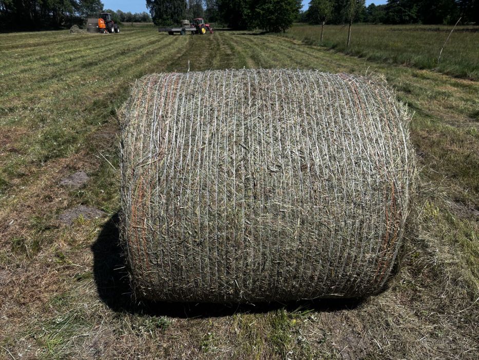 Siano w belach 120x120