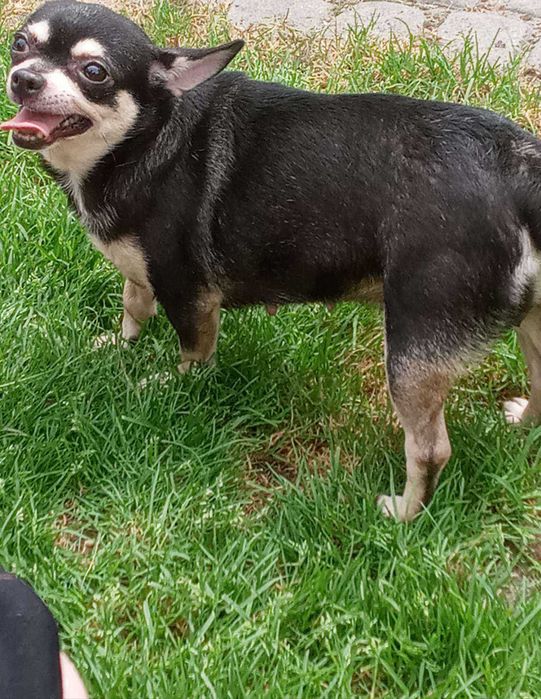 Chihuahua Suczka