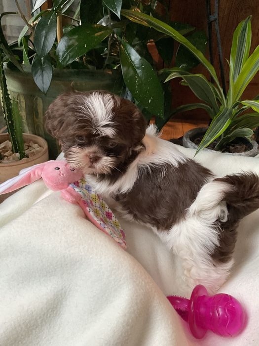 Shih-Tzu Suczki Salonowe!