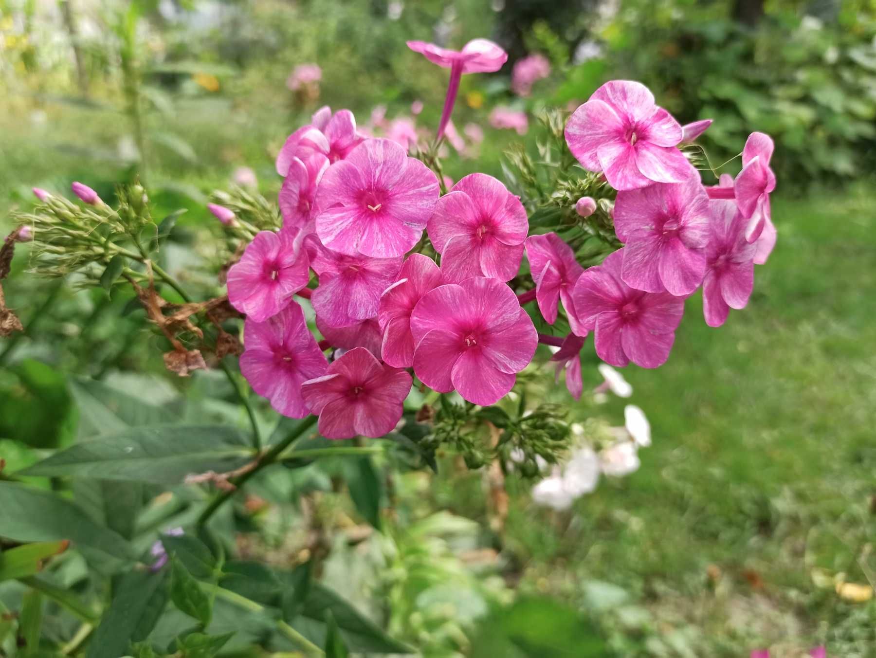 Флокси (Phlox) різних кольорів, є махрові