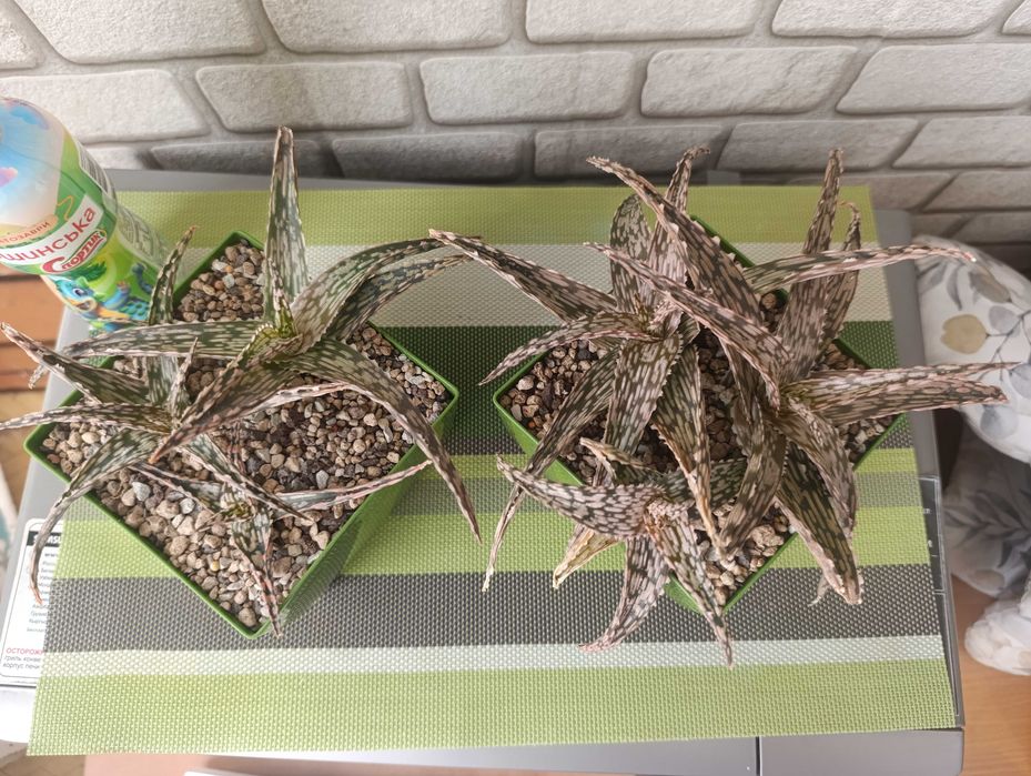 Алоє алое гібрид кімнатна квітка суккулент сукулент