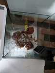 Akwarium/terrarium