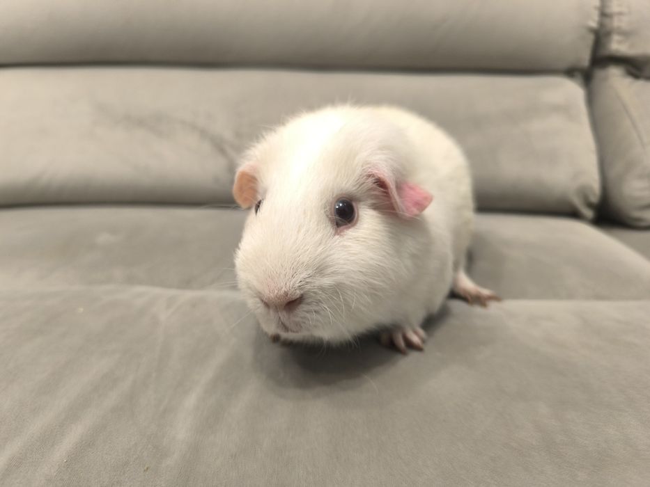 Świnka morska cavia domowa gładkowłosa self z rodowodem