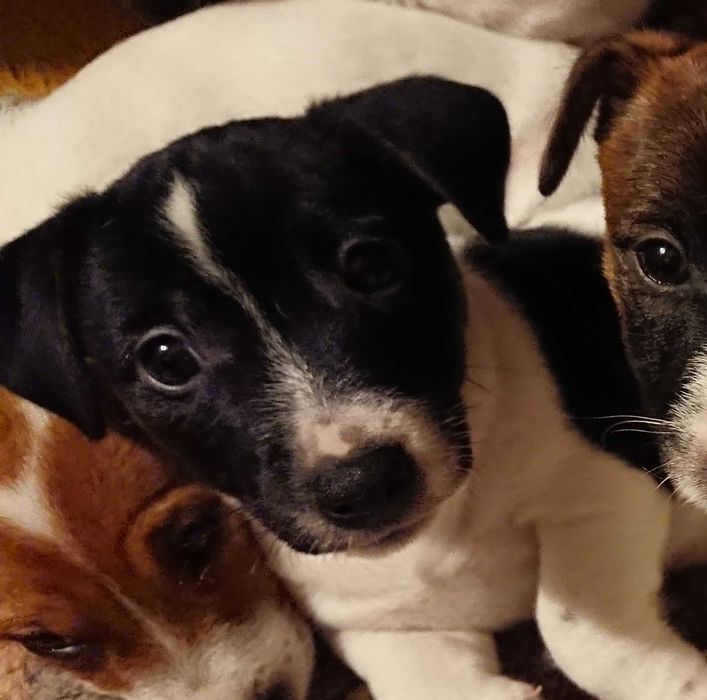Szczeniak Pegaz Jack Russell Terrier (samiec) tricolor Koszalin