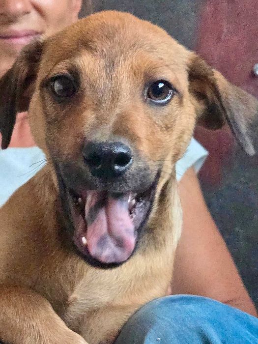 TOFIK cudowny szczeniak uratowany w Bułgarii do adopcji