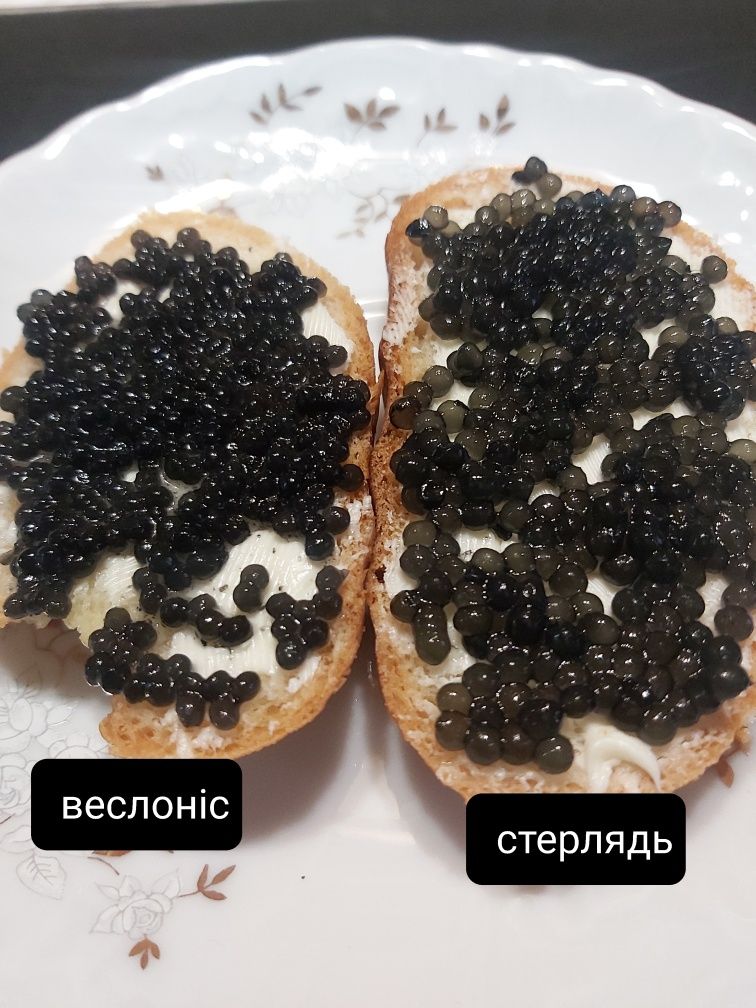 Ікра червона, чорна, щуча Икра красная, лососёвая