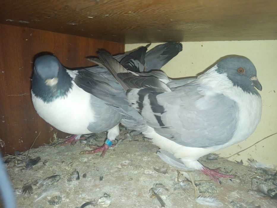 Sprzedam gołębie ostatnio