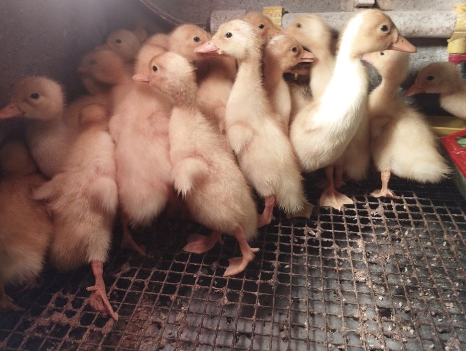 Каченята 10 днів 70 грн.