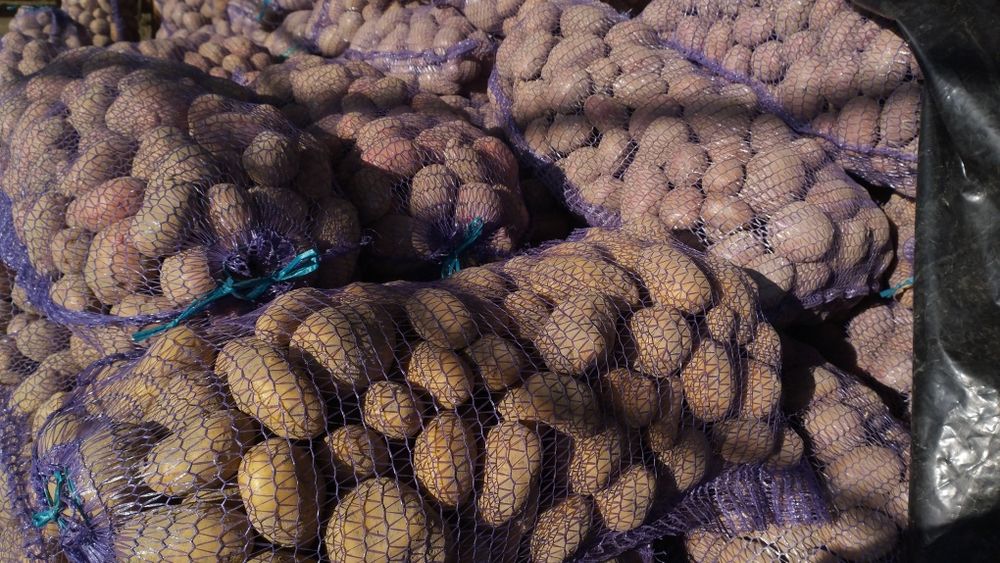 Продам картоплю домашню по 10грн