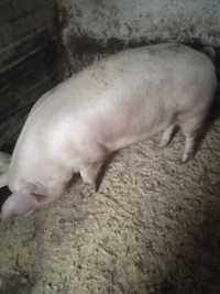 Домашні свині живою вагою 150+ кг
