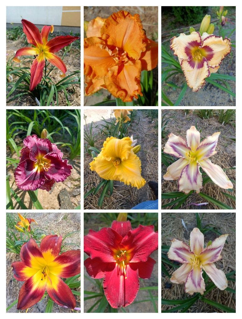Liliowiec, liliowce