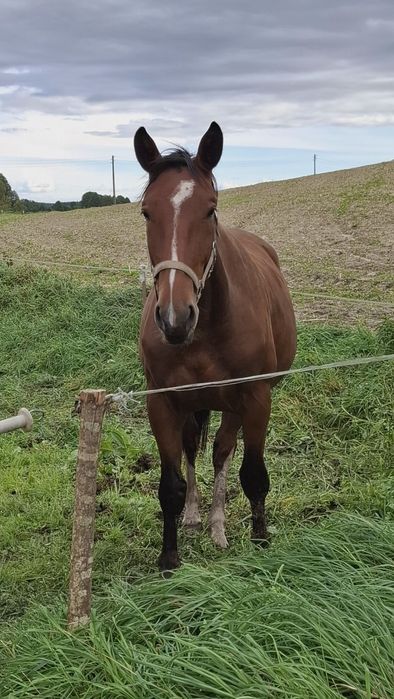 Sprzedam/zamienię klacz