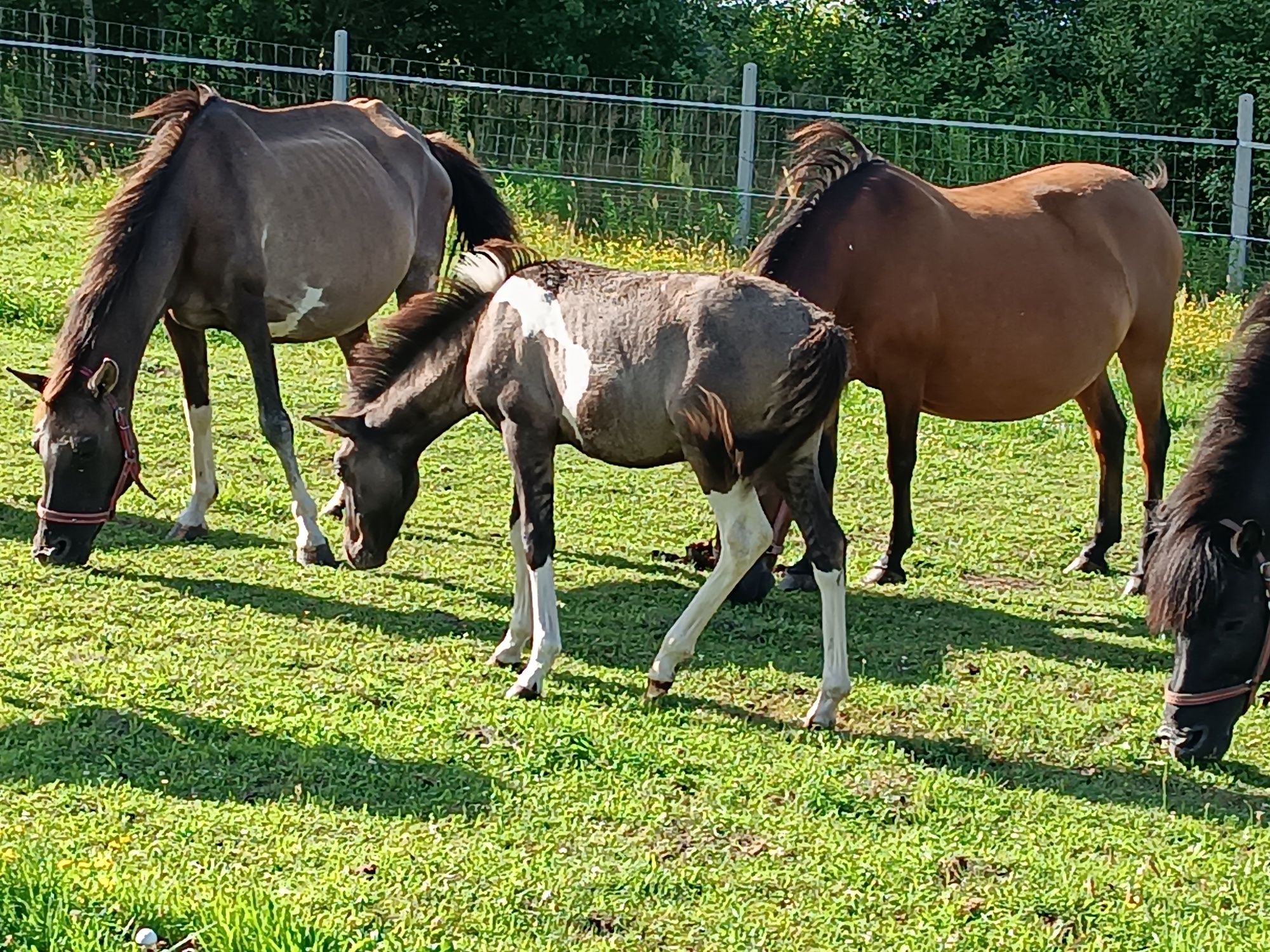 Koń hucuł źrebak