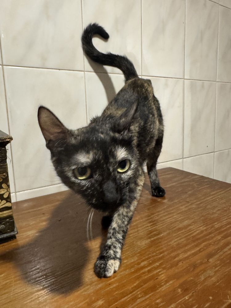 dou gatos