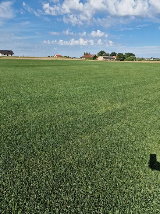 Producent Trawa z rolki POZNAŃ