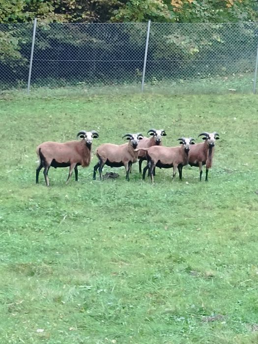 Barany  kameruńskie