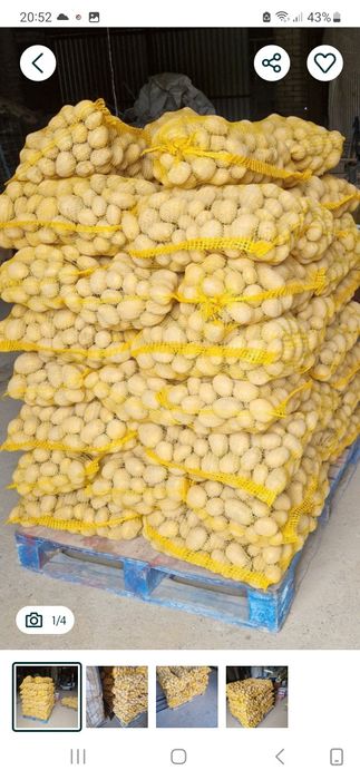 Ziemniaki paszowe I jadalne soraya I Queen anne