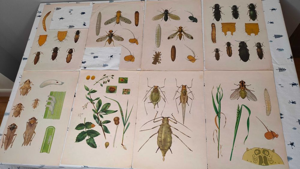 Obrazki ryciny botaniczne i entomologiczne rośliny owady