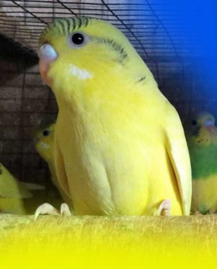 Молоденькие волнистые попугаи из гнезда
