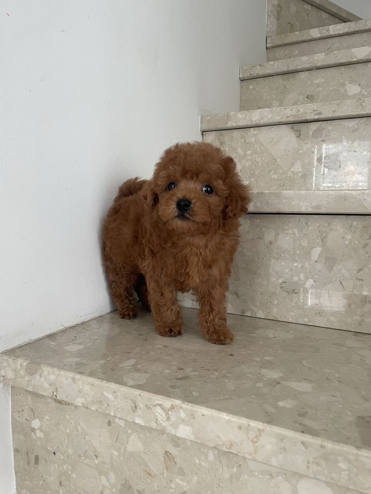 Maltipoo chłopiec red