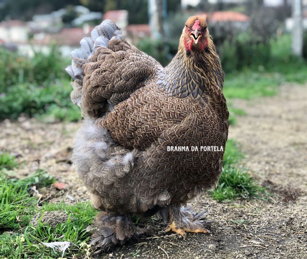 Brahma Perdiz Dourado / Azul ( Ovos )