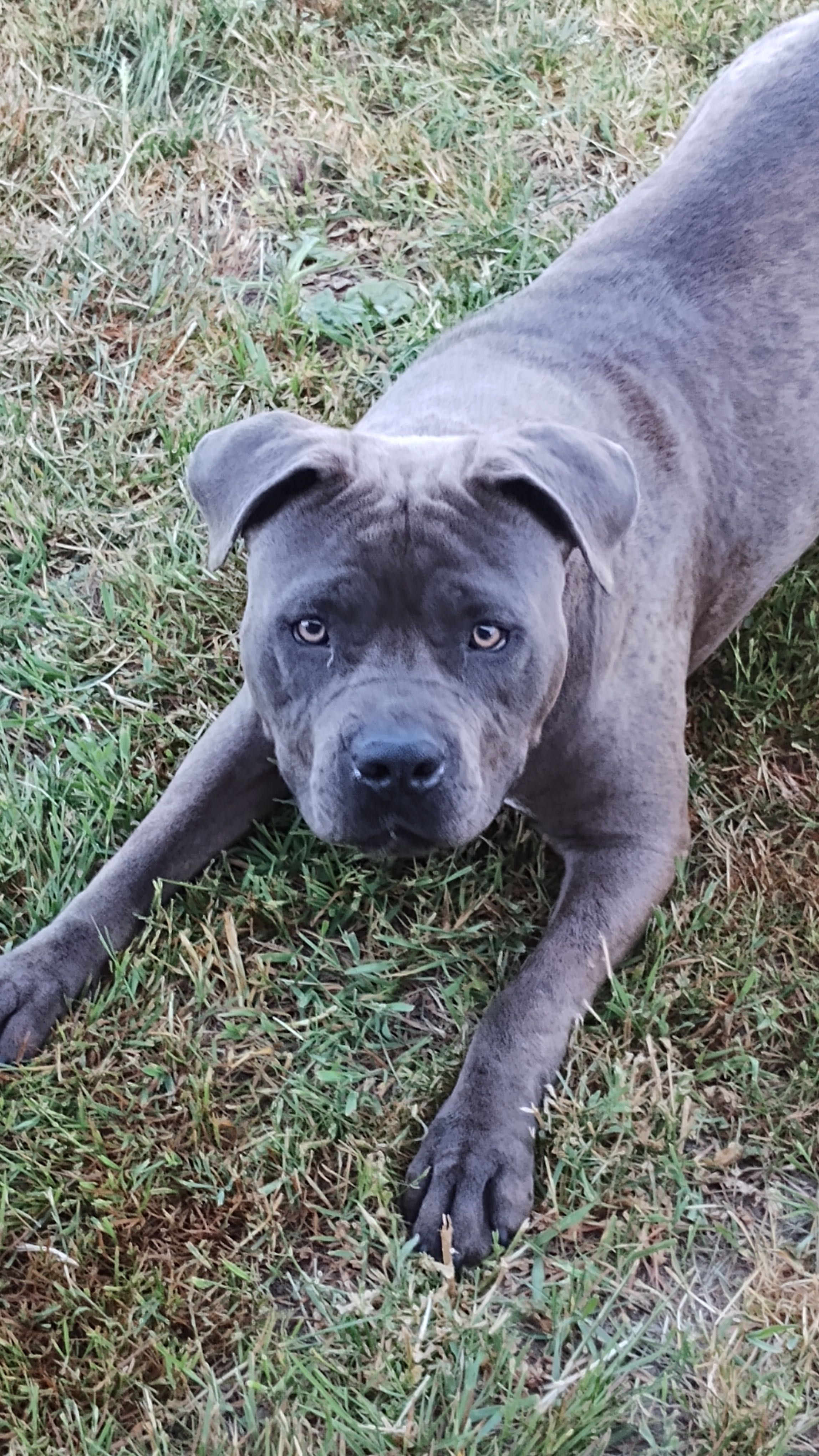 Amstaff amstaf american staffordshire terrier