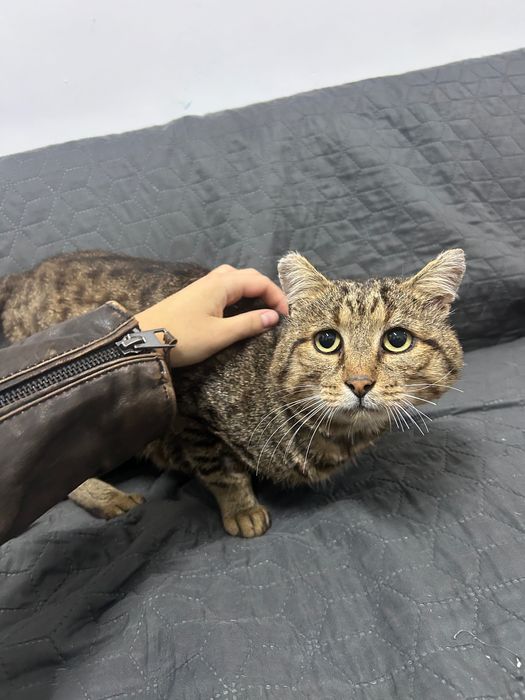 Особливий котик шукає найкращий  дім.